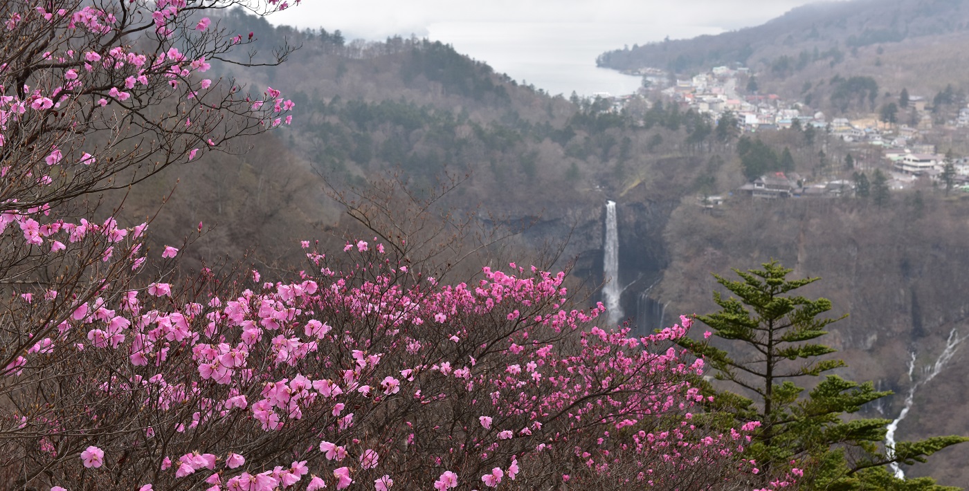 明智平からつつじ越しに見る春の華厳の滝