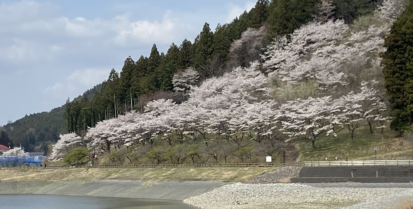 大室ダムの満開の桜