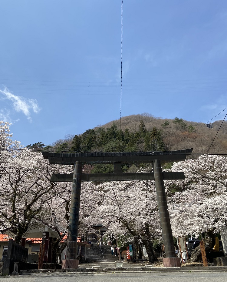 桜が咲く春の鬼怒川温泉神社の鳥居