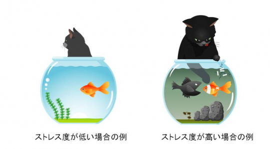 水草が置いてある金魚鉢で金魚が泳いでいて近くを黒い猫がそっぽを向いているイラスト「ストレス度が低い場合の例」、水草が置いてある金魚鉢で金魚が泳いでいて黒い猫が金魚鉢に手を入れて金魚を捕まえようとしているイラスト「ストレス度が高い場合の例」