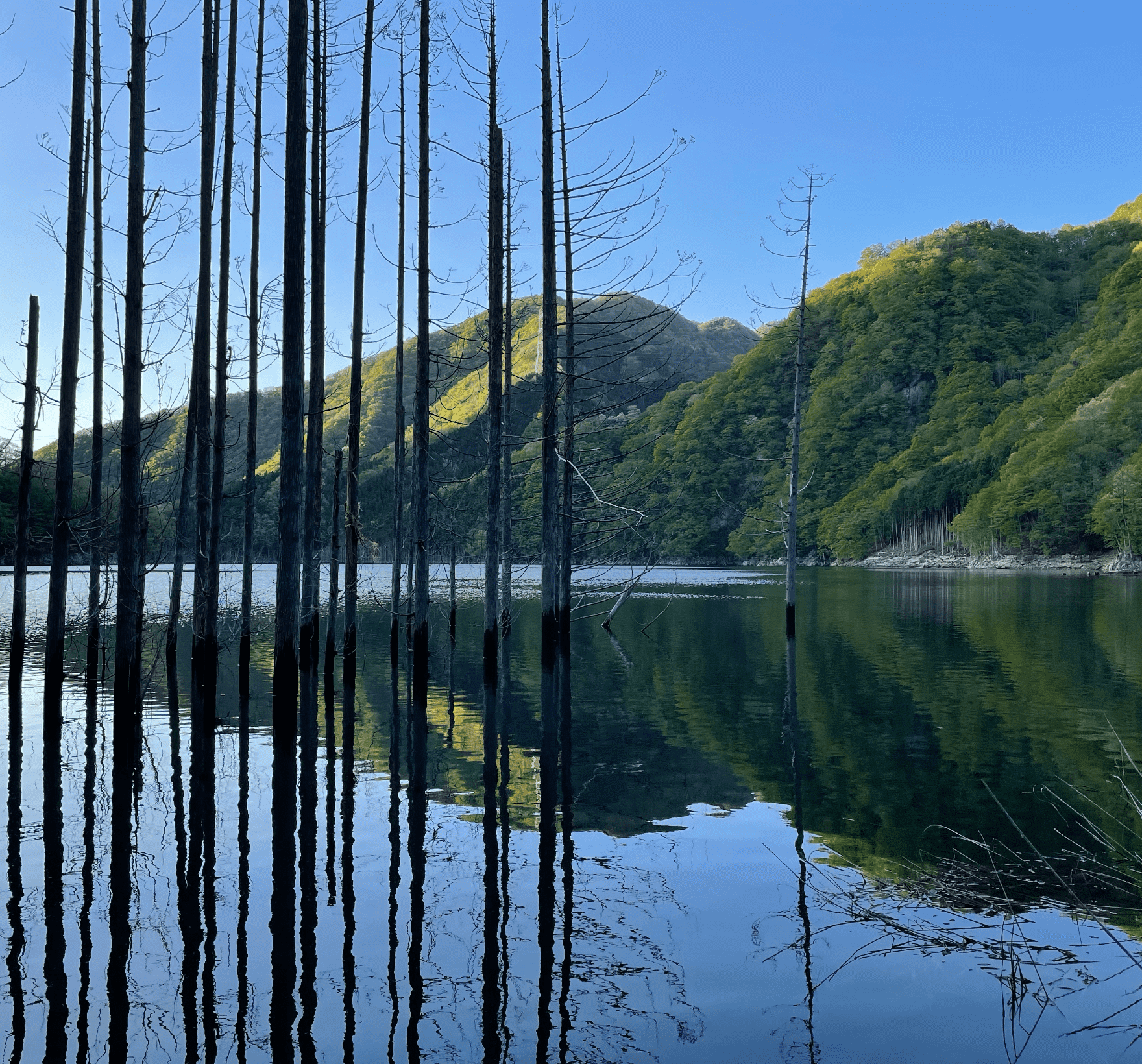 ダム湖から葉っぱの無い樹木がはえ、奥には緑の山々が見える湯西川ダム湖の写真
