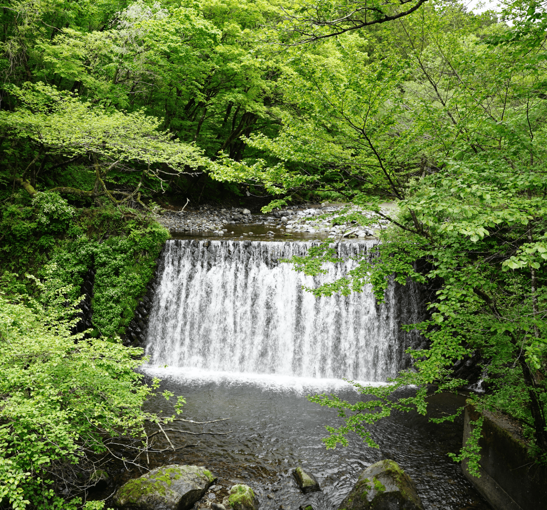 林の中にある水が流れている滝の全体を写した写真