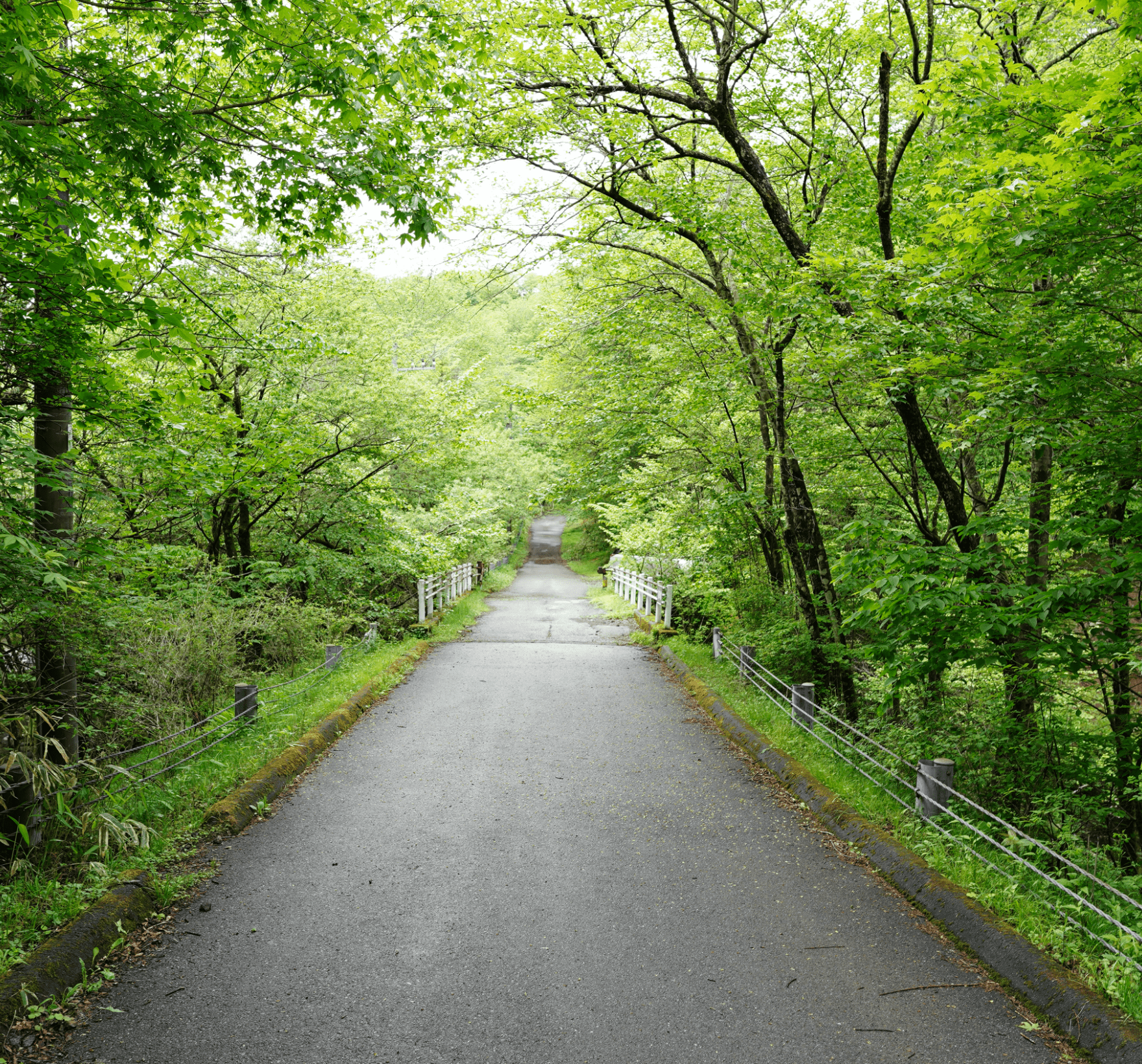 林の中を通るまっすぐ奥まで続く道路を写した写真