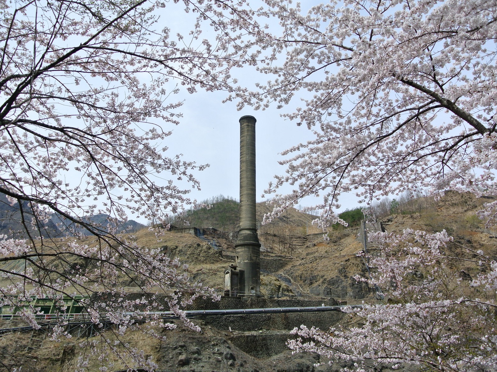 桜の奥に見える本山製錬所の塔を写した写真