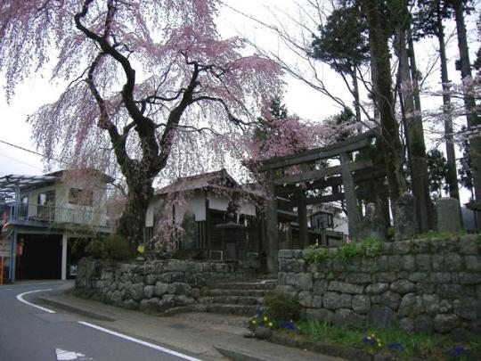 左にしだれ桜があり、真ん中に鳥居がある写真