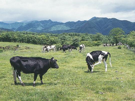 牧草地で草を食べる牛たちの写真
