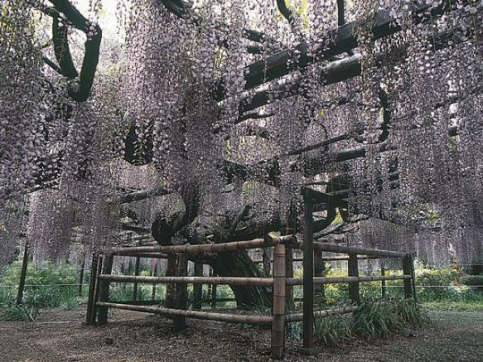 曲がりくねった幹と巨大な藤棚から下がる竜蔵寺の六尺藤の写真