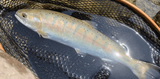 鬼鱒が釣れる?運試しフライフィッシング