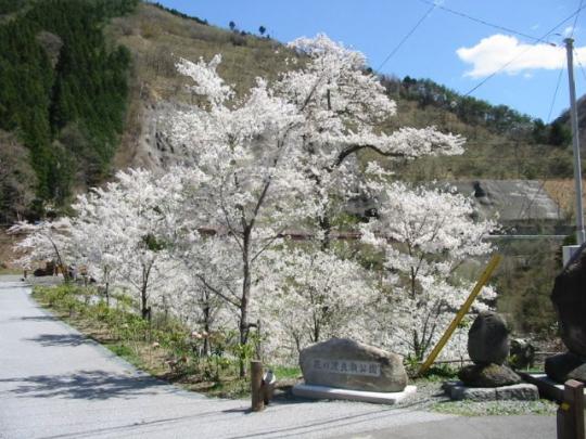 石碑の後ろに満開の桜が咲いている写真