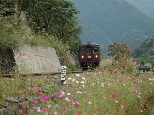渓谷を走るトロッコ電車とその脇に咲いている花々の写真