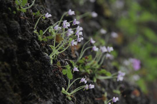 地面からラベンダー色のコウシンソウが沢山咲いている写真