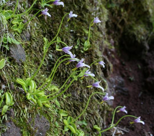 周りに苔が生えている地面に葉がロゼット状に広がり二股に分かれた茎からラベンダー色の花が咲いているコウシンソウの写真