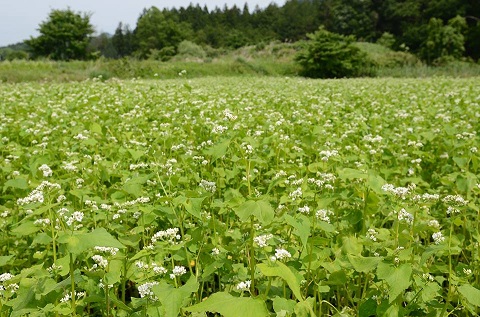 遠くまで緑色のそばの花が広がっている写真