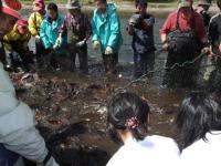 12人程が膝下まで川につかり、魚の入った網を全員で持ち川辺に寄せている写真