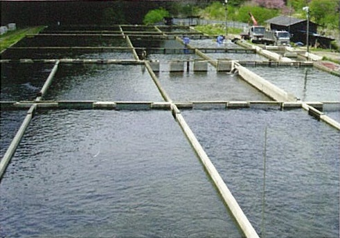 川に複数の四角形に仕切られている養殖場の写真