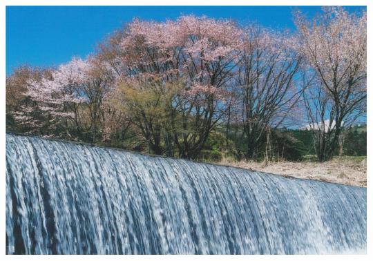 桜が咲いている中、急こう配で流れる小百川の写真