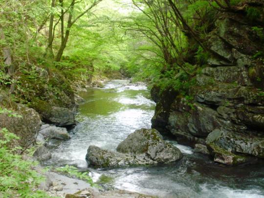 薄緑色の草や木の間に川が流れている砥川渓谷の写真