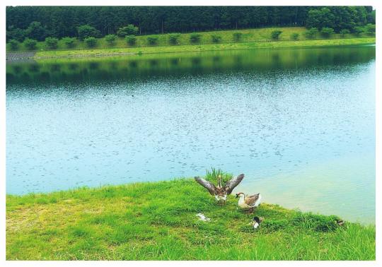 大室ダムの水辺の草の上に水鳥が2匹いる写真