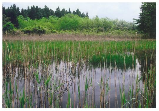 木々の中に広がる湿地の沼の写真