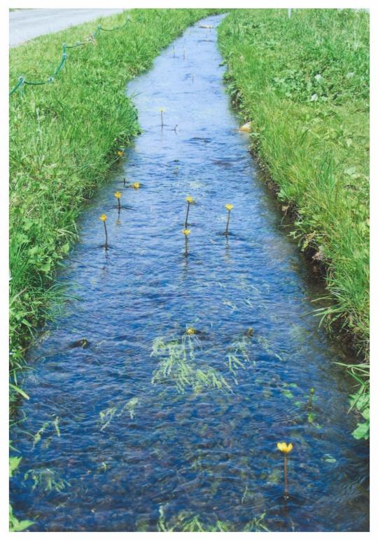 水路の水面に突き出したシモツケコウホネの花の写真