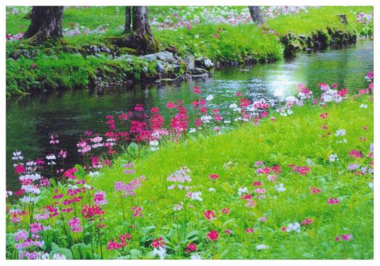 流れる川沿いに咲いているクリンソウの写真
