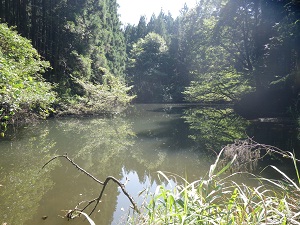 沼の周りに木や草が生い茂っている写真