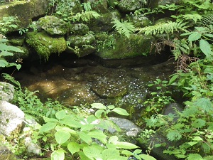 シダなどの草の間から湧き出る酒の泉の写真