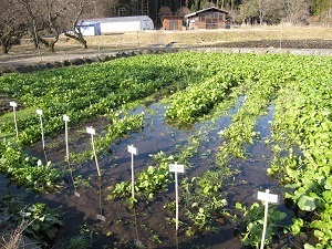 透明度の高い湧水を張った畑に札が立っている様子の写真