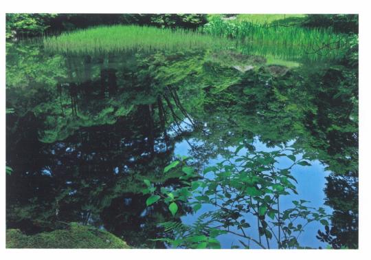 東京大学付属植物園日光分園の池の水面に空と木々が映り込んでいる写真