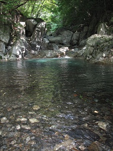 木々に囲まれた透明感のある浅瀬の川の写真