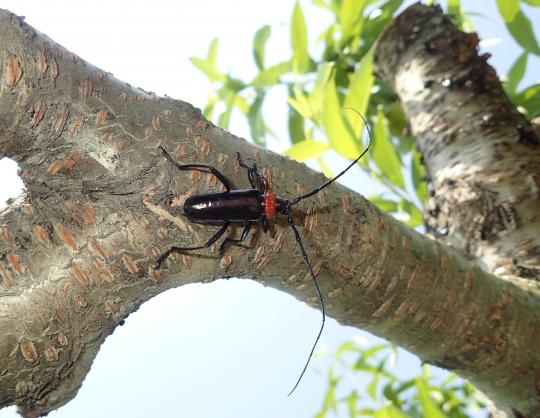 細長い黒い体に首の周りだけ赤く触覚が体より長いクビアカツヤカミキリ(成虫)の写真