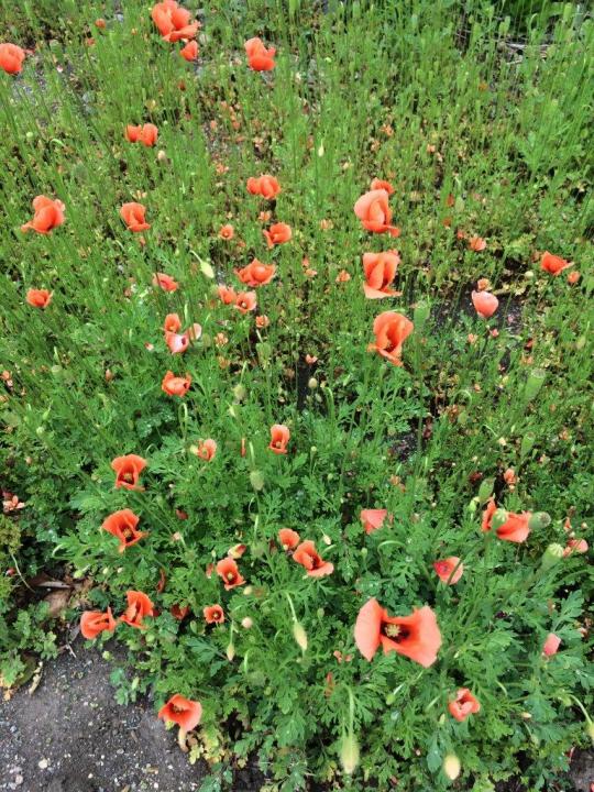 荒れ地などにナガミヒナゲシが大量の果実をつけている写真