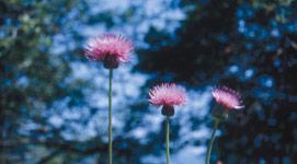 三本の赤い色の花のアップの写真