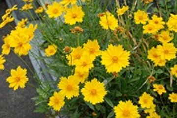 黄色いオオキンケイギクがたくさんの花を咲かせている写真