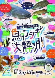 令和8年春の企画展「~きっと誰かに話したくなる~ 魚のフシギ大解明!」