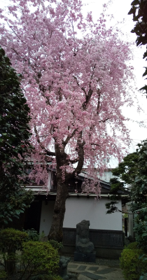 シダレザクラの写真