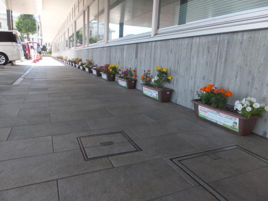 花が植えられたプランターが窓際に綺麗に等間隔で大量に置かれている写真
