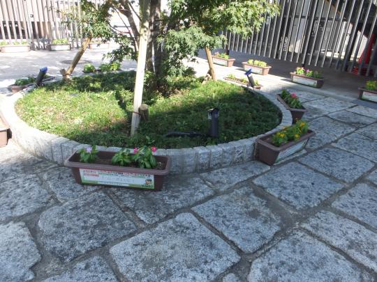 木を植えられた場所に花が植えられたプランターが等間隔に置かれている写真