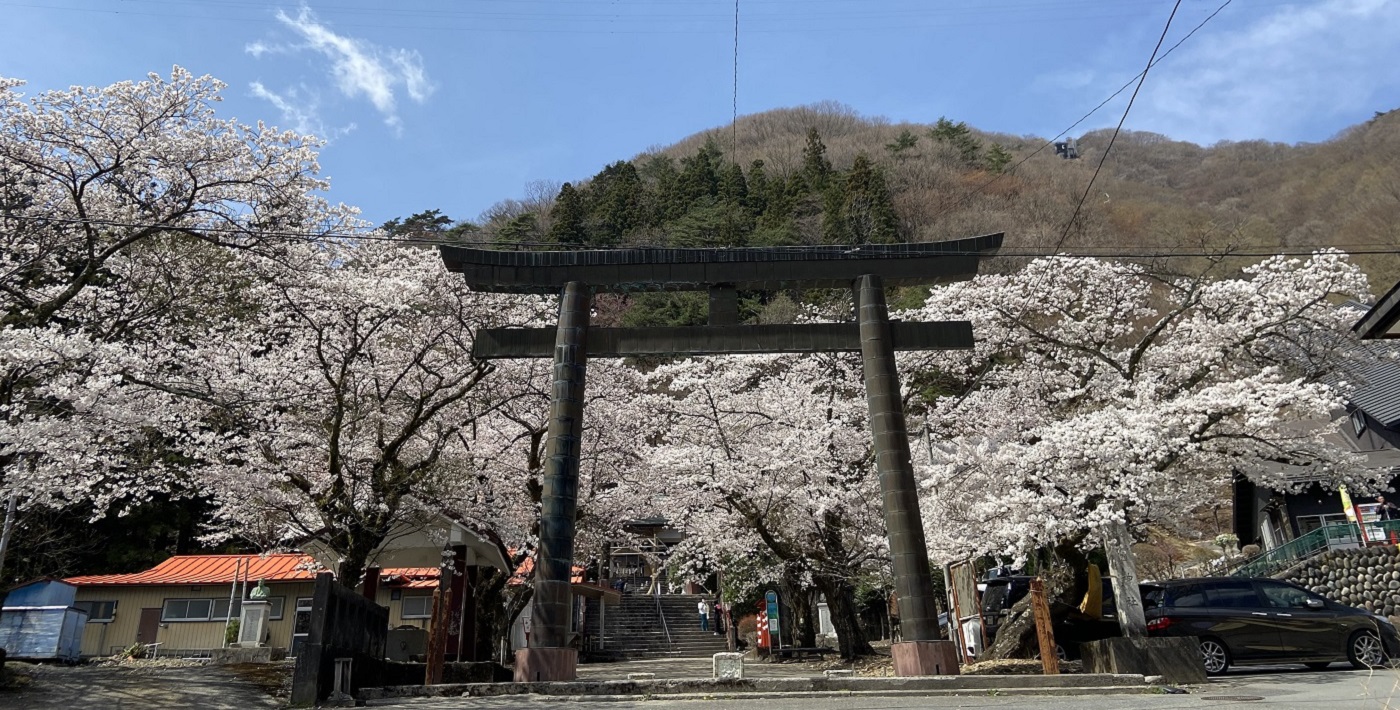 桜が咲く春の鬼怒川温泉神社の鳥居