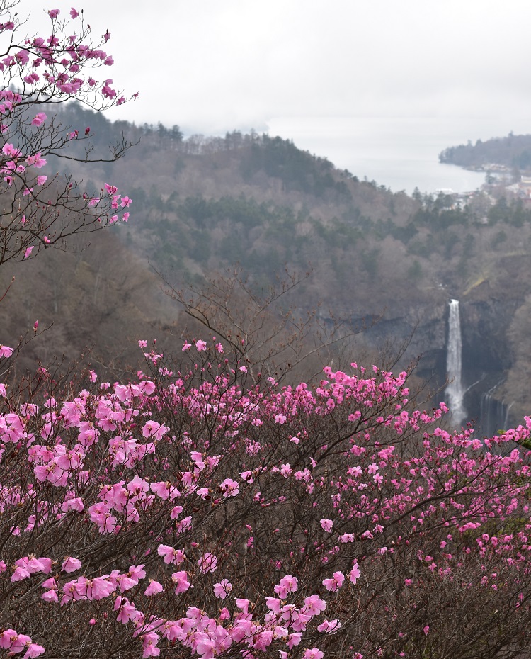 明智平からつつじ越しに見る春の華厳の滝