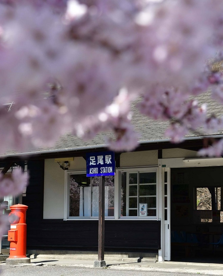 満開の桜と足尾駅