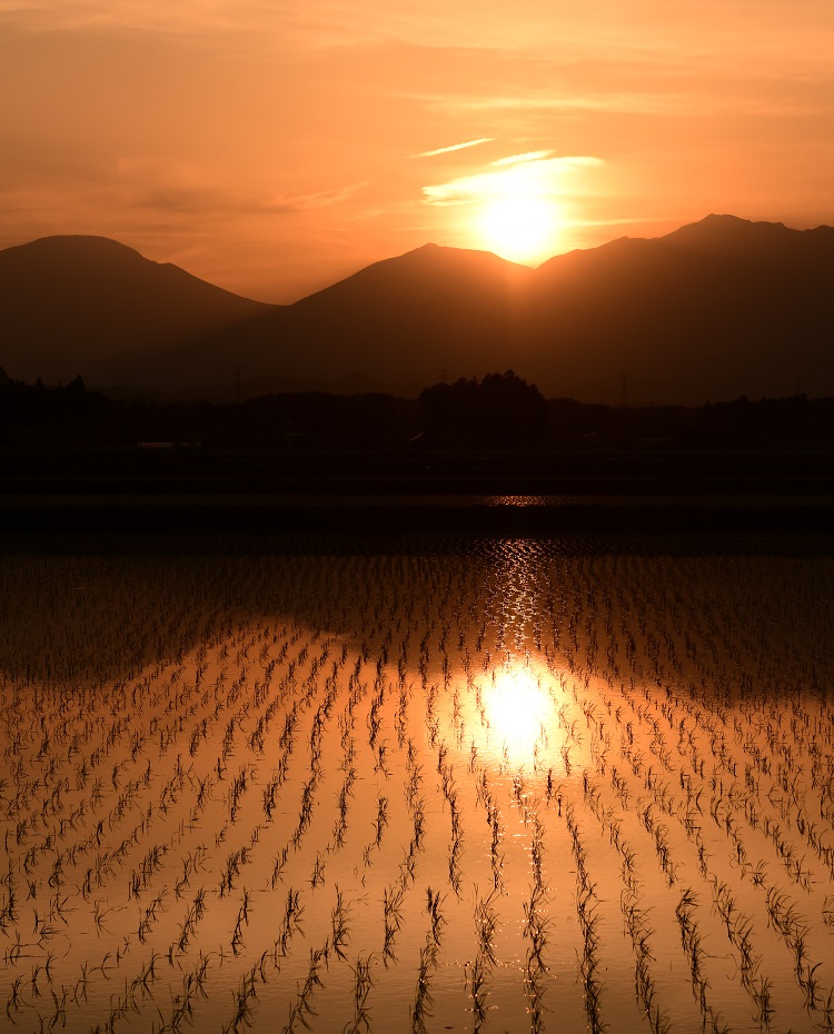 夕日に照らされる田園