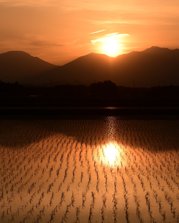 田植えの終わった水田に映る夕焼けの日光連山