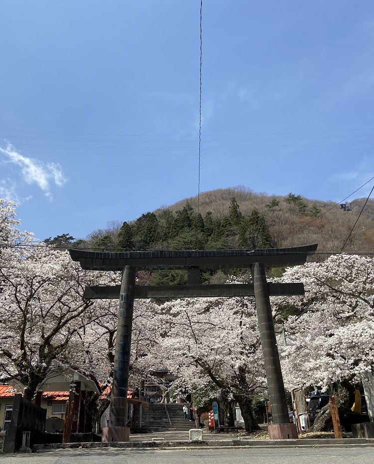 桜と鳥居