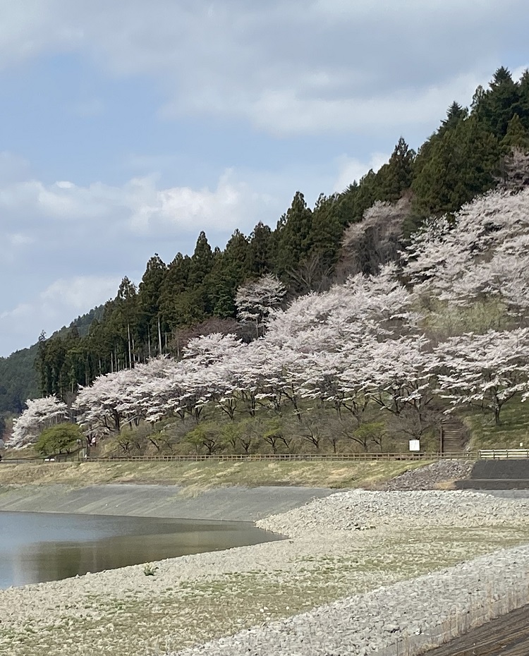 桜の並木道