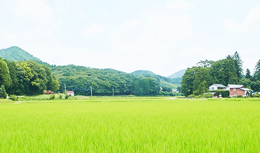 奥に山々が連なり、手前の田んぼに緑の稲が実っているのどかな田園風景の写真