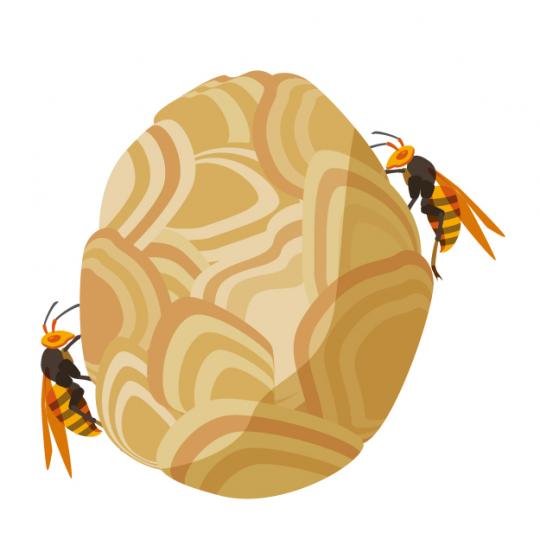 スズメバチの巣のイラスト