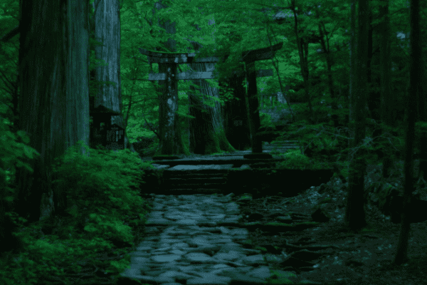 日差しが届かない林の中にたたずむ巨木の三本杉とコケが生えた木々の奥に建つ滝尾神社の鳥居の写真