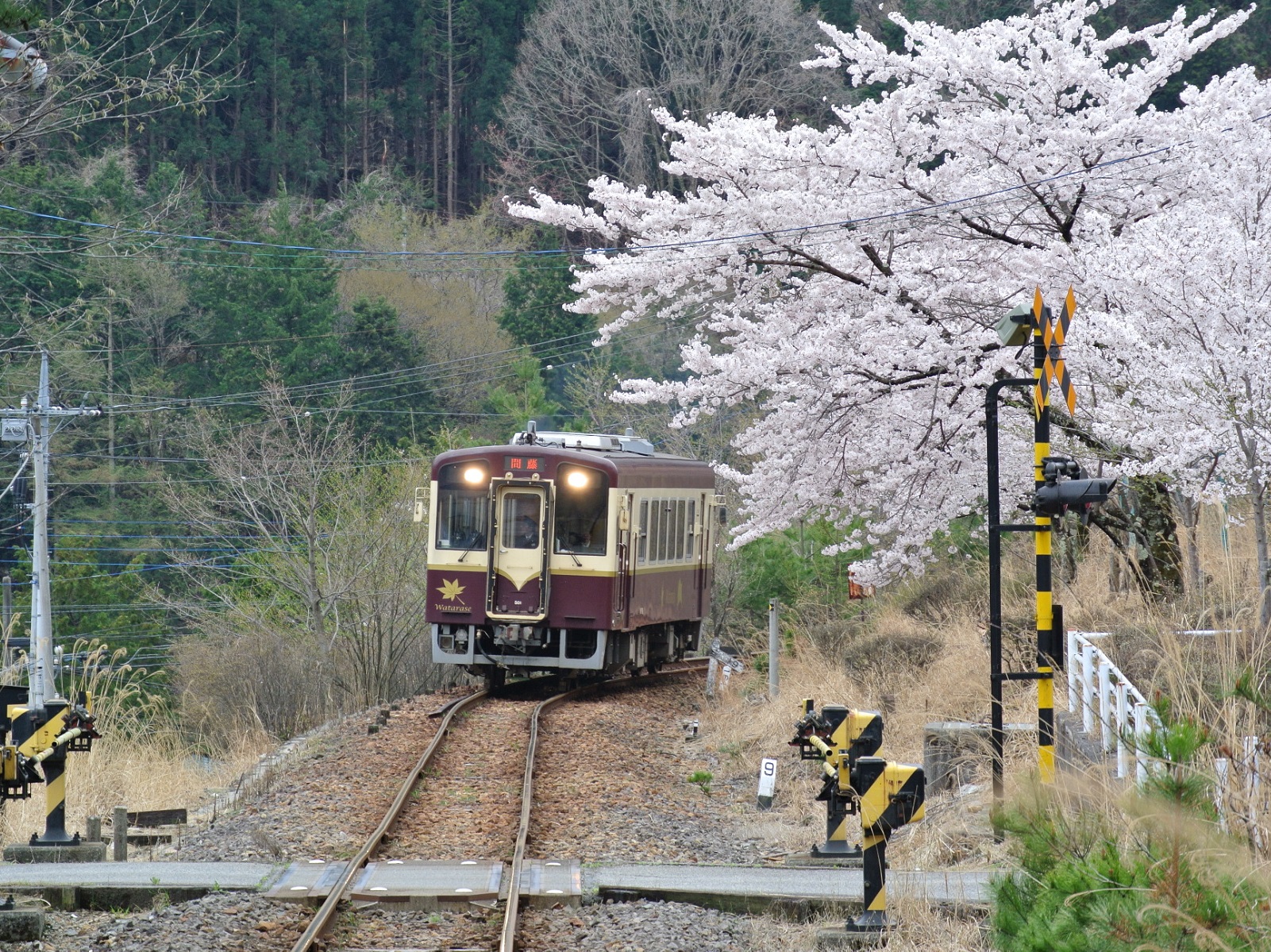 沿線に桜が咲く中、正面から走ってくる電車を写したわたらせ渓谷鐵道の写真