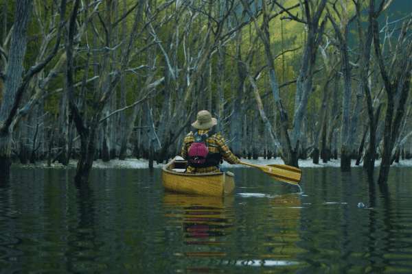 無数の枯れ木の中、黄色のカヌーを静かに漕いでいる人の後姿を写した写真